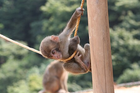 Baby monkey playing