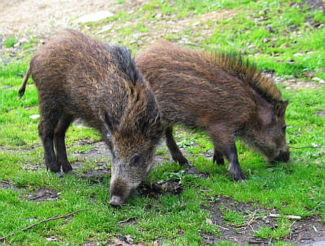 2 wild boar sniffing gasss in the countryside.