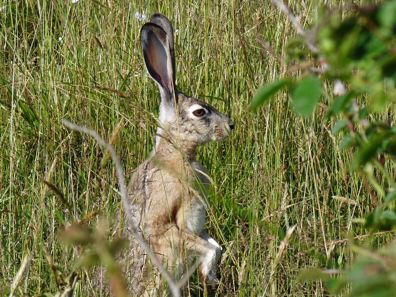 File:Jack rabbit.tif