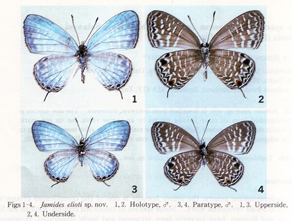 A gossamer-winged butterfly, Jamides elioti: 1) dorsal and 2) ventral aspect of holotype, 3) dorsal and 4) ventral aspect of paratype