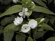 Arabian jasmine in soft shade