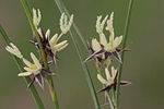 Miniatura para Juncus trifidus