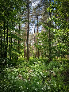 Köllnischer Wald.jpg