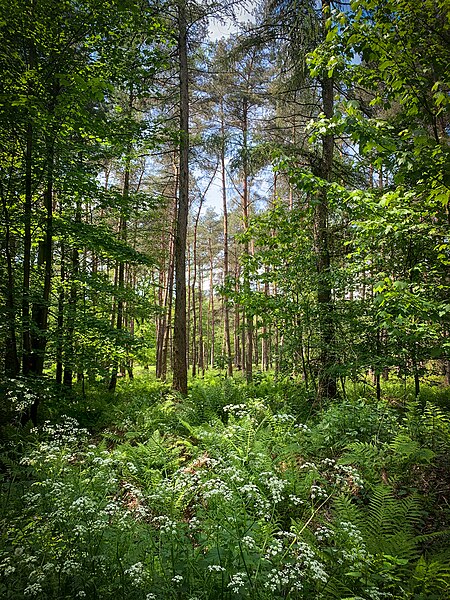 File:Köllnischer Wald.jpg