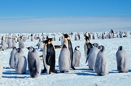 Emperor penguins with juveniles