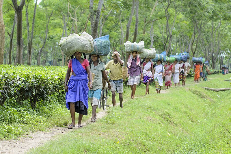 File:Kalaigaon Tea Garden workers.jpg