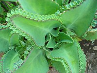 Kalanchoe_laetivirens_with_viviparous_plantlets, Thailand