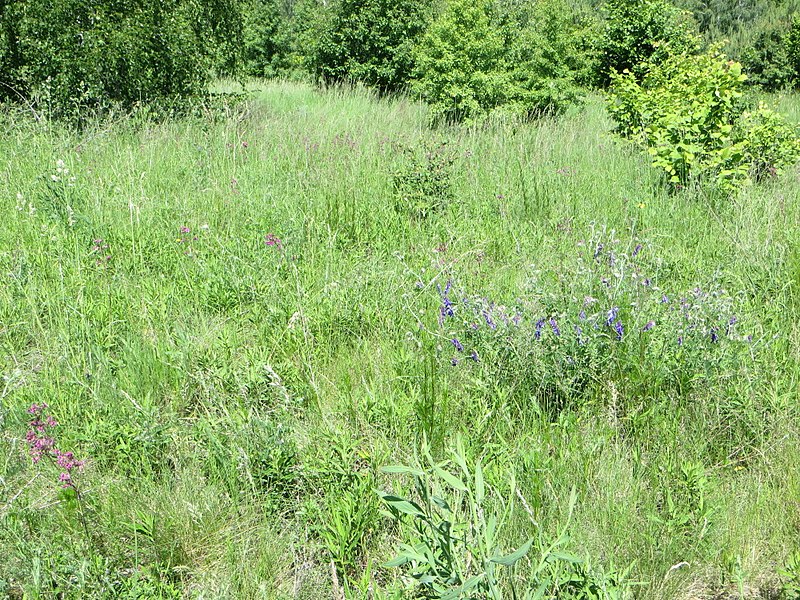 File:Kaniv Nature Reserve (May 2018) 33.jpg