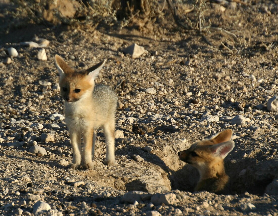 File:Kapfuchs-nachwuchs.jpg