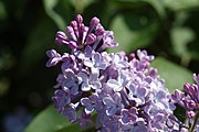 Lilac (Syringa vulgaris), valvate aestivation