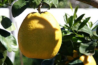 <span class="mw-page-title-main">Kawachi Bankan</span> Citrus fruit