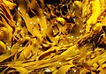 Hnědé mořské řasy – surovina pro alginátová vlákna