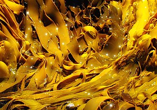 Kelp Large brown seaweeds in the order Laminariales