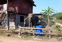Éléphant à Ban Khiet Ngong (Laos).