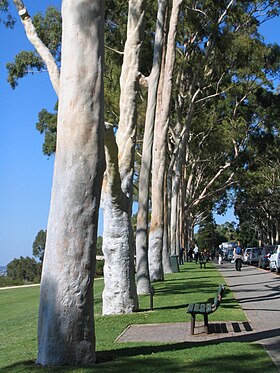 Corymbia citriodora