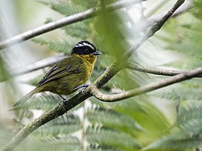 Beskrivelse av Kleinothraupis atropileus - Black-capped Hemispingus (cropped) .jpg image.