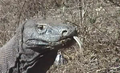 Like many reptiles, the Komodo dragon uses its long, forked tongue to smell.