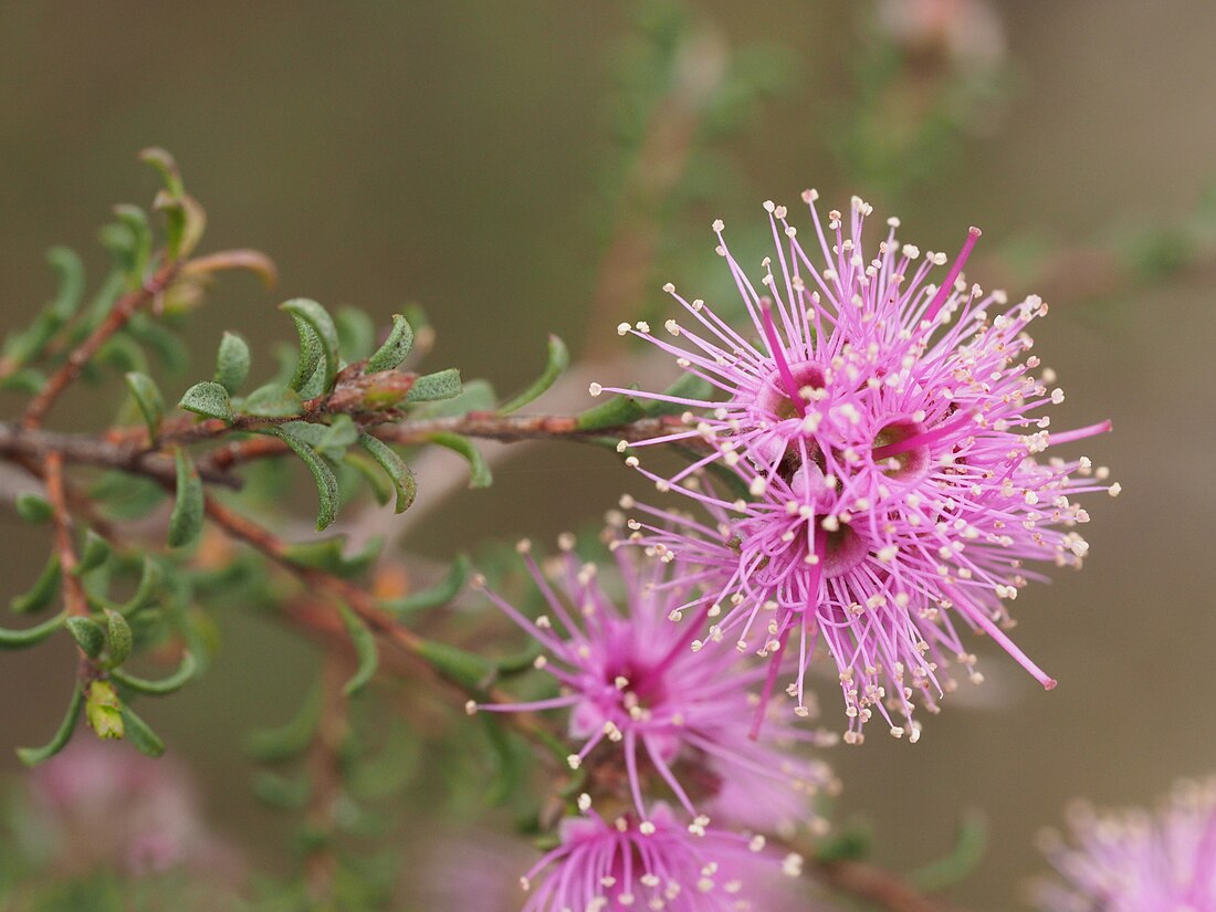 Kunzea