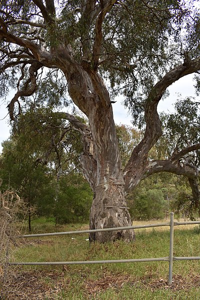 File:Kurunjang Toolern Creek Tree.JPG