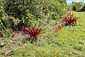 Tillandsia fendleri