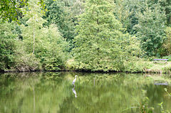 Lake with herons in the zoo