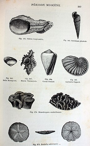 Zdjęcie Opis Ziemia przed potopem, 1863 "Ostrea longirostris, Cerithium plicatum, Helix Moroguesi, Murex Turonensis, Conus Mercati, Carinaria Hugardi, Meandropora cerebriformis, Scutella subrotunda".  (4514457618) .jpg.