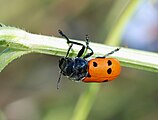 Lachnaia sexpunctata (Chrysomelidae)