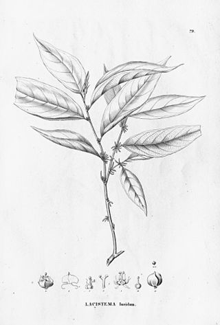 <i>Lacistema lucidum</i> Species of shrub