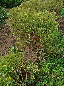 Lactuca sativa Habitus