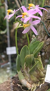 <i>Cattleya reginae</i> species of plant