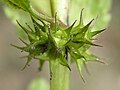 Lamium purpureum