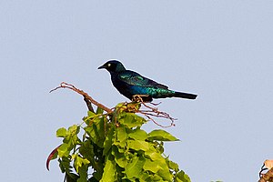 Lamprotornis chalcurus by Ron Knight at flickr.com 8080028430 aab9a80151 o.jpg