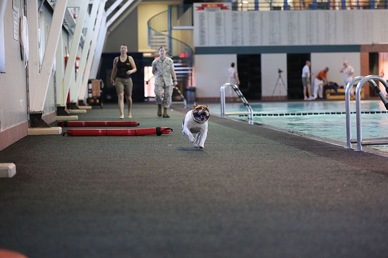 File:Lance Cpl. Legends Swim Qual 150914-M-ZJ622-123.jpg