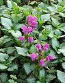 * Nomination: Categorie lamium maculatum silver beacon. Somewhat rampant ground cover.-- Famberhorst 05:12, 6 June 2013 (UTC) * Review Graag eerst behoorlijk categorizeren. De categorie Lamium hoort hier niet thuis (zit in principe al in een lager niveau inbegrepen) en de soort/variëteit categorie moet worden aangemaakt. Bij de beschrijving ook enkel de wetenschappelijke naam in cursief, het variëteit/cultivar gedeelte niet. Biopics 06:10, 6 June 2013 (UTC Done zover ik het heb begrepen -- Famberhorst 05:43, 7 June 2013 (UTC)