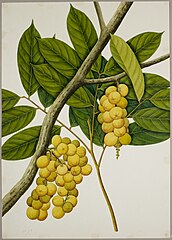 Langsat (Lansium parasiticum)