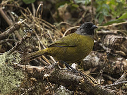 Large-footed Finch - La Georgina - Costa Rica MG 7164 (26073177864).jpg