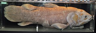 West Indian Ocean coelacanth Species of lobe-finned bony fish