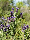 Lavandula stoechas (flowers).jpg