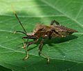 Leaf-footed bug (28771231742).jpg