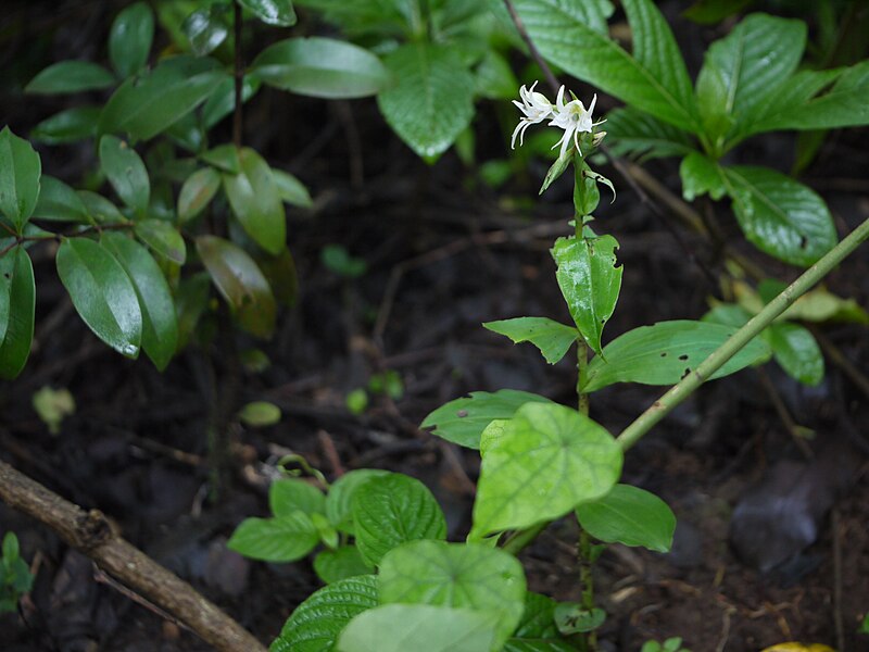 File:Leafy Habenaria (6025502099).jpg