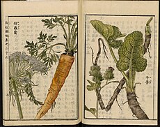 Leiden University Library - Seikei Zusetsu vol. 23, page 003 - 胡蘿蔔 - Daucus carota L. - 牛蒡 - Arctium lappa L., 1804.jpg
