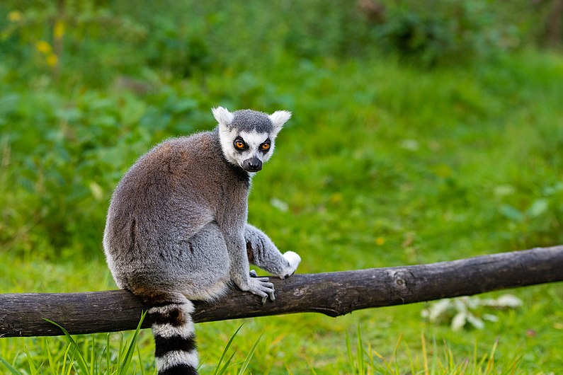 Lemur (36915679870).jpg