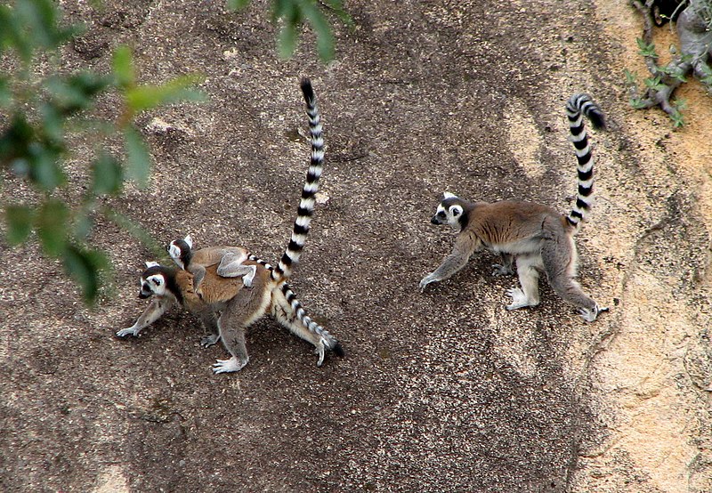 File:Lemur Catta03.jpg