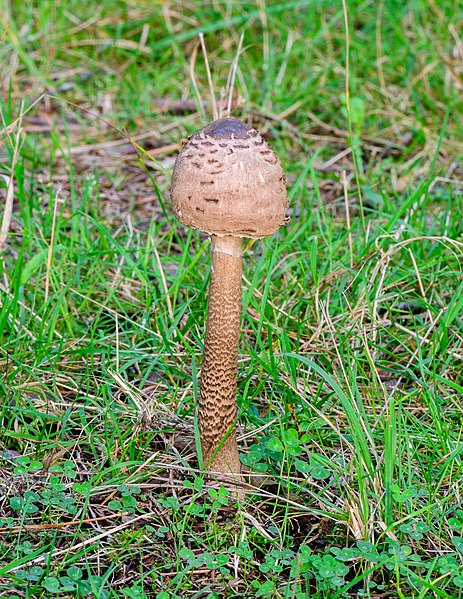 File:Lepiota procera - Macrolepiota procera - Parasol - Riesenschirmpilz - 03.jpg