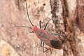 Leptocoris tagalicus, Australia.