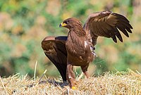 Lesser spotted eagle 2016.jpg