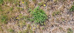 Võõr-liivsinep Diplotaxis tenuifolia