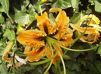 Lilium rosthornii