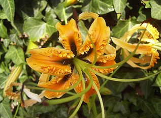 <center>Lilium rosthornii</center>