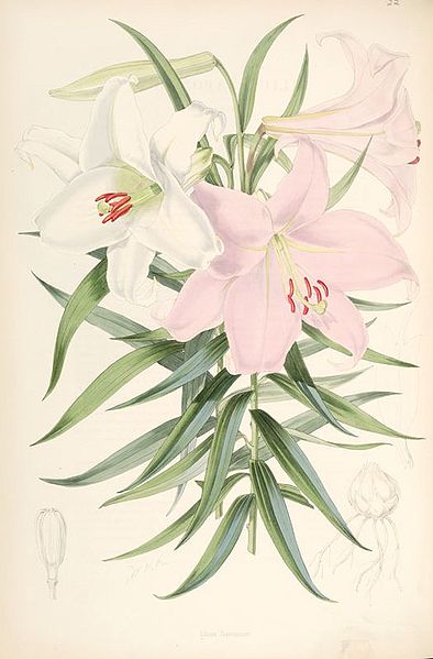 File:Lilium japonicum.jpg